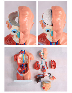 ADA-A1047 42cm modèle de torse anatomique 18 parties <span class=keywords><strong>asexué</strong></span> PVC plastique Silicone modèle de formation en sciences médicales pour l'école de médecine - Product Image 4