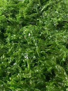 <span class=keywords><strong>Algues</strong></span> <span class=keywords><strong>vertes</strong></span> <span class=keywords><strong>comestibles</strong></span> fraîches Ulva,Aonori Ulva Nori Seaweed - Product Image 6