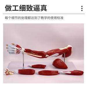 Modelo de Nervio <span class=keywords><strong>Vascular</strong></span> Principal del Membro Superior, Simulador de Anatomía de Extremidades para Ciencias Médicas, Material Didáctico para <span class=keywords><strong>Medicina</strong></span> - Product Image 4