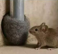 Laine d'acier # Rouleaux de laine d'acier inoxydable de qualité 0000 pour le contrôle des rongeurs et le remplissage des trous de rats