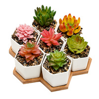 Set Pot Tanaman Sukulen Porselen Putih Gaya Nordik Desain Geometris Kreatif Wadah Tanaman Mini Heksagonal
