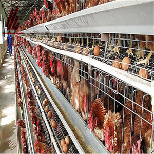 <strong>Cheap</strong> <strong>Price</strong> 96/120/128/160 Birds Hot Dipped Galvanized Layer Chicken <strong>Cage</strong> for Sale - Product Image 5