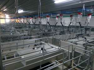 Le stylo galvanisé à chaud de caisses de mise bas de 275g cale le tuyau galvanisé global de projet de porc de nouvelle condition - Product Image 4