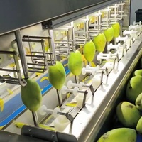 Nieuw ontwerp industriële grote schilmachine schillijnapparatuur Dragon fruit Mango schilmachine Vervangt 16 arbeiders