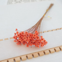 Fleur séchée brésilienne Little Star, mini marguerite étoilée séchée, Glixia naturelle pour arrangements floraux DIY