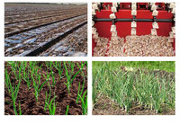 Planteur d'ail à 7 rangs, taux de bourgeons verticaux précis supérieur à 93%, espacement des rangs et distance entre les graines réglables, irrigation goutte à goutte en option