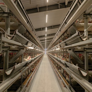 Gabbia a strati tipo H per polli, sistema automatico di alimentazione, gabbia a batteria zincata durevole - Product Image 2