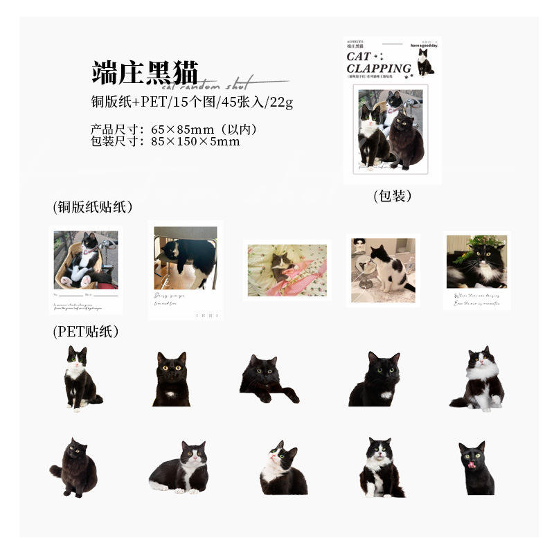 C 3 Dignified Black Cat