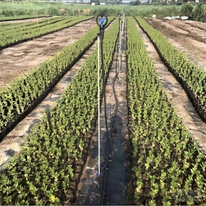 Arrosage de jardin 360 degrés 1/2 3/4 pouces filetage mâle femelle Arroseur papillon Arroseur micro rotatif Mini arroseur - Product Image 5