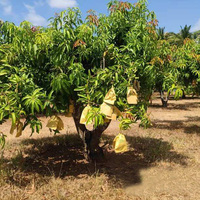 Sacs biodégradables Mango Protection avec impression offset pour la culture de fruits de jardin, utilisation anti-insectes
