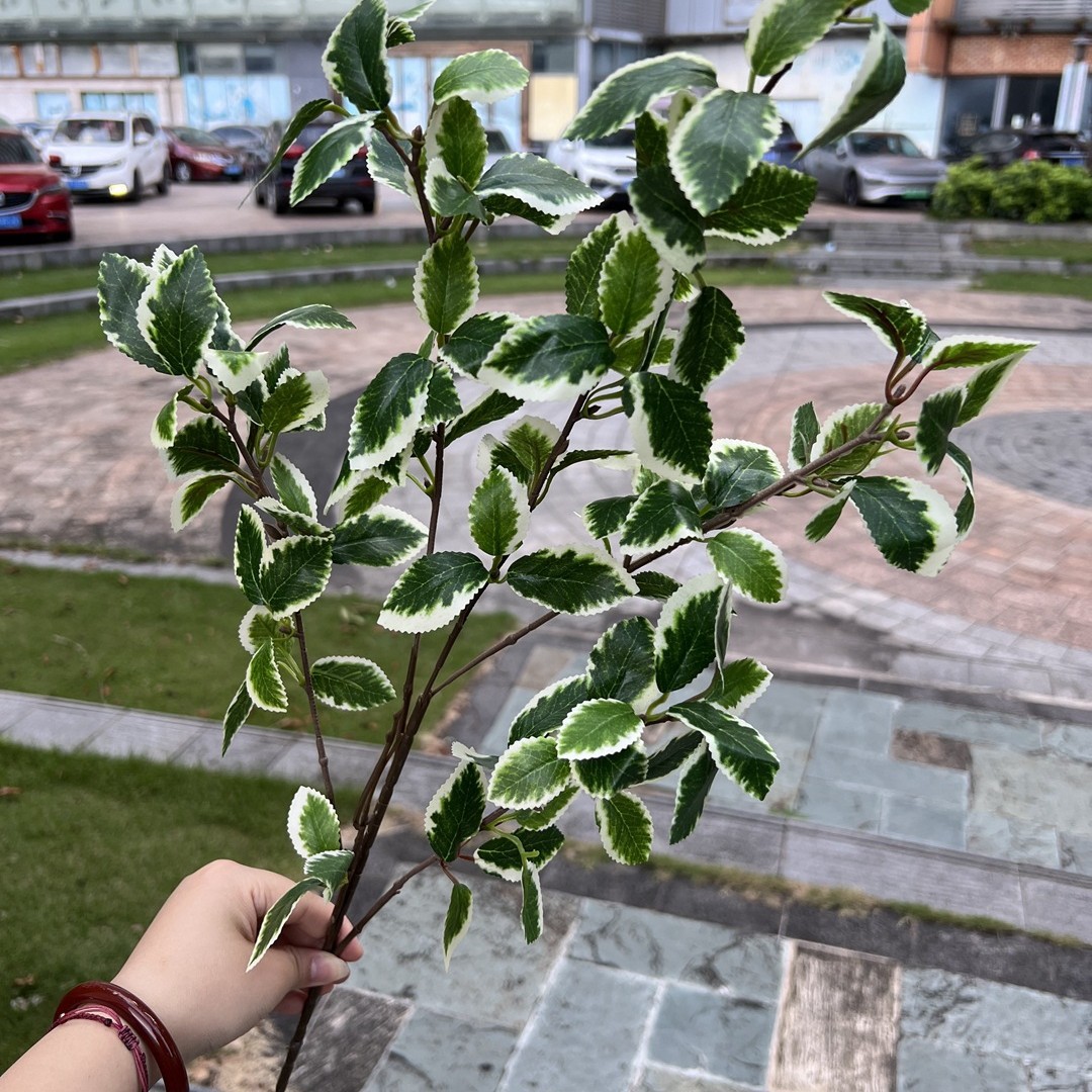5 feuilles de rose à bords blancs - 5 par option