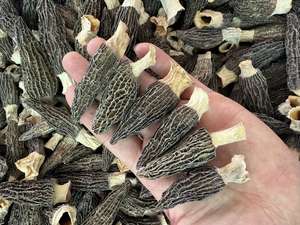 Le premier lot de <span class=keywords><strong>morilles</strong></span> fraîches a une chair épaisse et les <span class=keywords><strong>morilles</strong></span> du plateau du Yunnan - Product Image 4