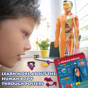 Brinquedos interativos de caule, kit de ciências para o corpo humano, modelo de corpo humano, brinquedos educativos, faça você mesmo, kit de órgãos do corpo humano para crianças - Product Image 5