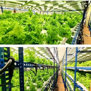 18w 1.2m 120cm 40w T8 6000k Blanc Spectre Tube Led Intégré Élèvent Des Ampoules Haute Ppfd Spectre Complet Plante D'intérieur - Product Image 6