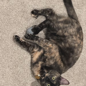 Jouet pour animaux de compagnie en <span class=keywords><strong>feutre</strong></span> 100% laine de Nouvelle-Zélande avec queue élastique, jouet interactif fait main pour chats d'intérieur, résistant aux morsures, jouet pour chatons - Product Image 6
