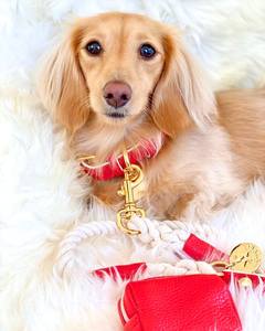 Collar de Perro Hecho a Mano en Cuero Genuino - Elegante para Perros Pequeños y Grandes, Regalo de Alta Calidad en Rojo/Marfil - Product Image 2