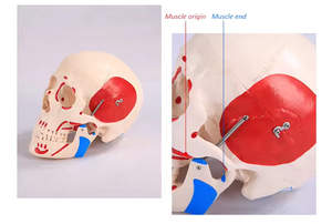 Modèle d'anatomie du crâne en 3 parties SCIEDU, modèle <span class=keywords><strong>de</strong></span> squelette en PVC, formation médicale, modèles d'anatomie humaine du crâne - Product Image 3