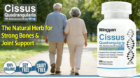 Capsules de Cissus Vegan OEM, compléments alimentaires naturels, Cissus Quadrangularis 5%, capsule pour les personnes d'âge moyen et les personnes âgées