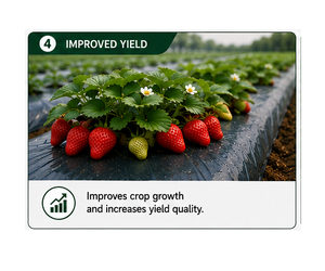 High Strength Mulch Film <b>Plastic</b> <b>Sheet</b> for Greenhouse Polyhouse Nursery Plantation and Agricultural Soil Cover Applications - Product Image 4