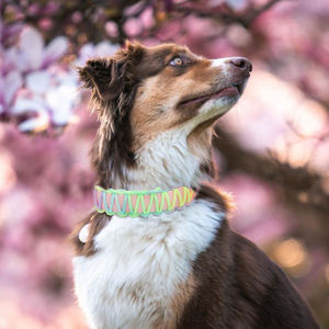 Haustier Hunde halsband und Leine Set Rosa hand gewebte Gummi leinen für kleine mittlere und große Hunde Bunte Bleis eil benutzer definierte Farben - Product Image 2