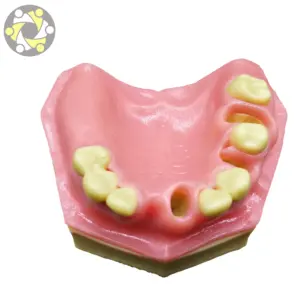 Diş anatomik Model maksiller sinüs kaldırma uygulaması öğretmek diş diş modeli
