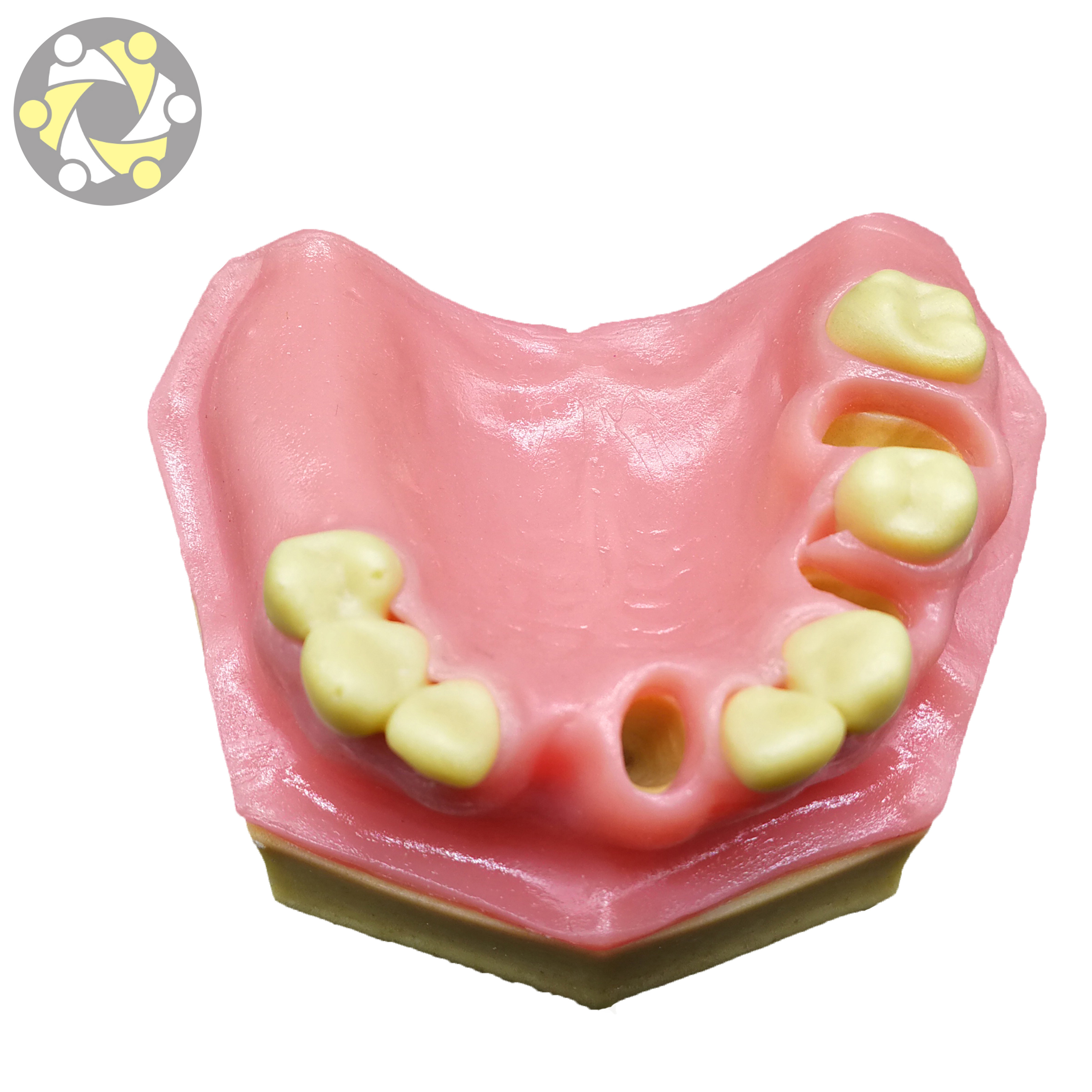 1pcs Dental Model Sinus Lift Practice Teaching Tee... – Grandado