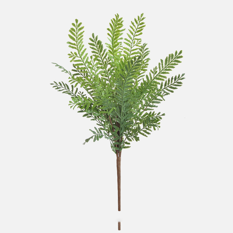 12-leaf cloud soap fern