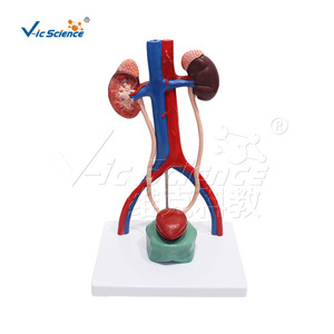 Modèle d'organes urinaires magnifiés VIC-U013A, modèle pédagogique d'anatomie urinaire humaine - Product Image 1