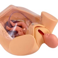 Modèle anatomique KyrenMed KR-243 pour l'entraînement complet aux accouchements, formation en obstétrique et gynécologie, accouchement fœtal, enseignement maternel en PVC
