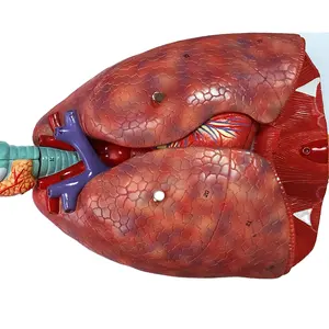 Modelos médicos de garganta, corazón y pulmones