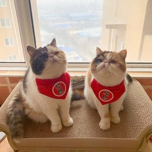 <span class=keywords><strong>Griffoir</strong></span> pour <span class=keywords><strong>chat</strong></span> en <span class=keywords><strong>carton</strong></span> ondulé en vente chaude - Product Image 1