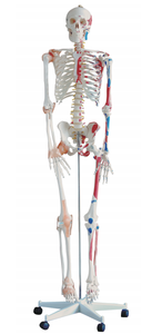 Modelo de <span class=keywords><strong>esqueleto</strong></span> de enseñanza humana Mecanmed, <span class=keywords><strong>esqueleto</strong></span> de tamaño real, modelo de <span class=keywords><strong>esqueleto</strong></span> <span class=keywords><strong>humano</strong></span> de 180CM de altura - Product Image 3