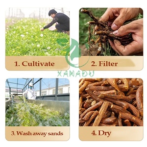 Xanadu Bán Sỉ Tự Nhiên Khử Độc Rễ Bồ Công Anh Khử Độc Bán Buôn Tự Nhiên Các Loại Thảo Mộc Tisane Cho Sức Khỏe Đường Ruột - Product Image 2