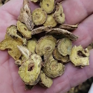 Huang Qin สมุนไพรรากเดียวแห้ง Scutellaria Baicalensis Georgi สำหรับใช้ทางการแพทย์ - Product Image 1
