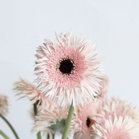 Pabrik Yunan Langsung Memasok Potongan Segar Gerbera Bunga Pink Ekspor Lily untuk Pernikahan Dekorasi Pesta Rumah