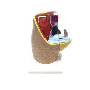 Modelo de enseñanza médica: Modelo de inguinalidad femenina; Modelo de anatomía inguinal - Product Image 5