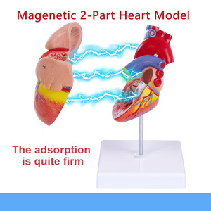 Modelo Anatómico del Corazón Humano, para Enseñanza Médica, con Soporte, Certificación CE/ISO - Product Image 5