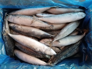 Pescado Atún del Pacífico Congelado Entero, Atún del Pacífico Congelado a Granel 300-400g - Product Image 6
