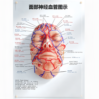 Modelo Facial Transparente Zhizao para Inyecciones Viales y Nerviosas, para Entrenamiento de Vasos Sanguíneos, Modelo Facial Médico y Cosmético