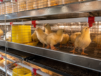 Nouvelle cage d'élevage avicole commerciale à 4 niveaux en acier inoxydable, avec système d'évacuation du fumier, résistante à la chaleur et à l'humidité, pour poussins d'un jour