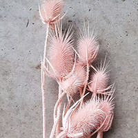 Tête de fleur de Teasel Dipsacus stabilisée, naturelle et véritable, teinte, pour artisanat DIY, arrangements floraux, décoration de mariage et cadeau