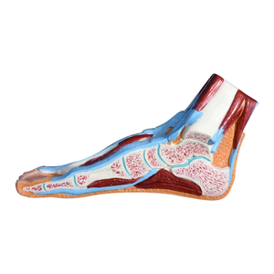 Modèle de section de pied d'enseignement médical ADA et section de bassin masculin humain (1 partie) pour l'outil d'enseignement médical de démonstration de la maladie - Product Image 5