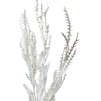 Feuilles de Saber Tooth éternelles préservées et séchées pour la Saint-Valentin, la décoration intérieure et les bouquets de mariage - Longue durée de vie (3-5 ans)