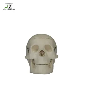 의료 과학 고급 PVC 훈련 모델 미니어처 플라스틱 두개골 모델 해부학 두개골 모델 교육
