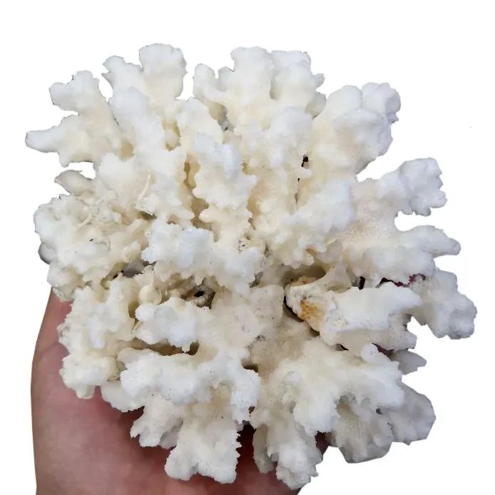 Großhandel Natur kristall Roh quarz Bergkristall steine Weiße Koralle Probe