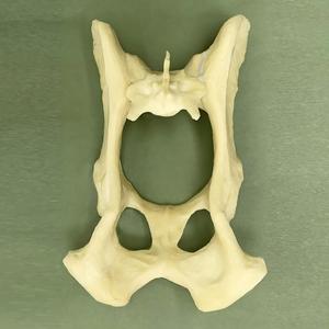 Modelo de <span class=keywords><strong>Pelvis</strong></span> y Articulación de Cadera Canina, Hueso Sintético para Simulación de Entrenamiento Quirúrgico Ortopédico Veterinario - Product Image 3
