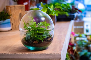 A Mini Orb Terrarium Kit That Suitable <strong>Beginners</strong> Mossarium and Have Glass and <strong>Plants</strong> - Product Image 4