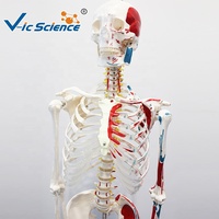 Modèle de squelette humain de 180 cm avec muscles colorés et marques numérotées, sans ligaments, pour l'enseignement de l'anatomie CE/ISO/ROHS/CNAS