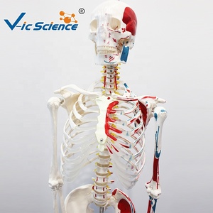 Modelo de <span class=keywords><strong>Esqueleto</strong></span> <span class=keywords><strong>Humano</strong></span> de 180 cm con Músculos de Colores <span class=keywords><strong>y</strong></span> Marcas Numéricas, Sin Ligamentos, para Enseñanza de Anatomía, CE/ISO/ROHS/CNAS - Product Image 4