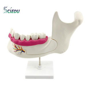 Modèle d'anatomie molaire et de prothèse dentaire <span class=keywords><strong>adulte</strong></span> SCIEDU pour les instruments d'enseignement de la biologie du lycée junior et senior modèles médicaux de dents - Product Image 1